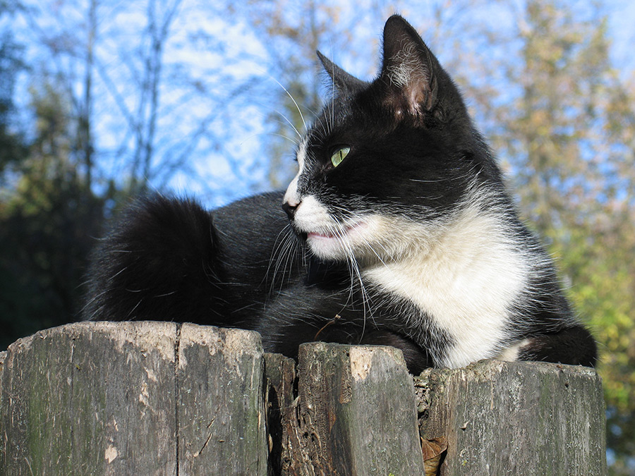 У Лукоморья...