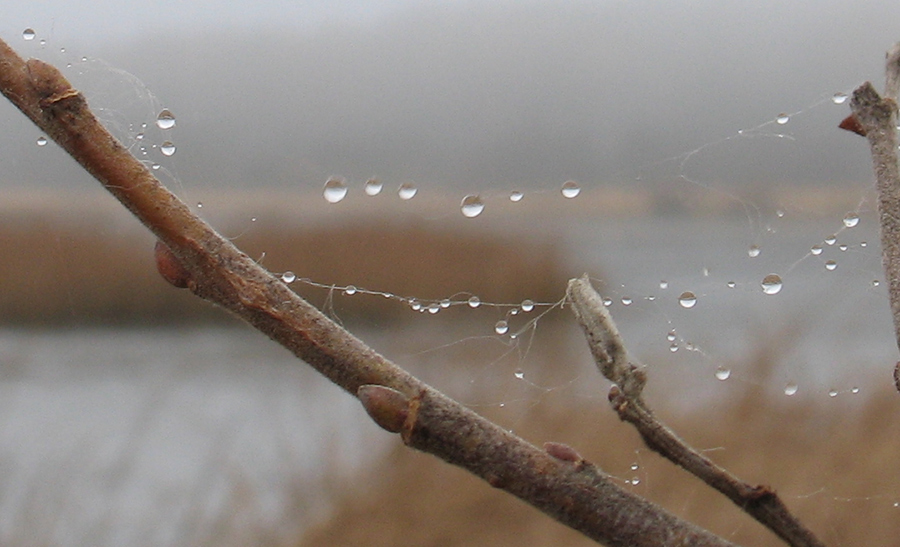 Повезло.... и туман, и капли сразу...