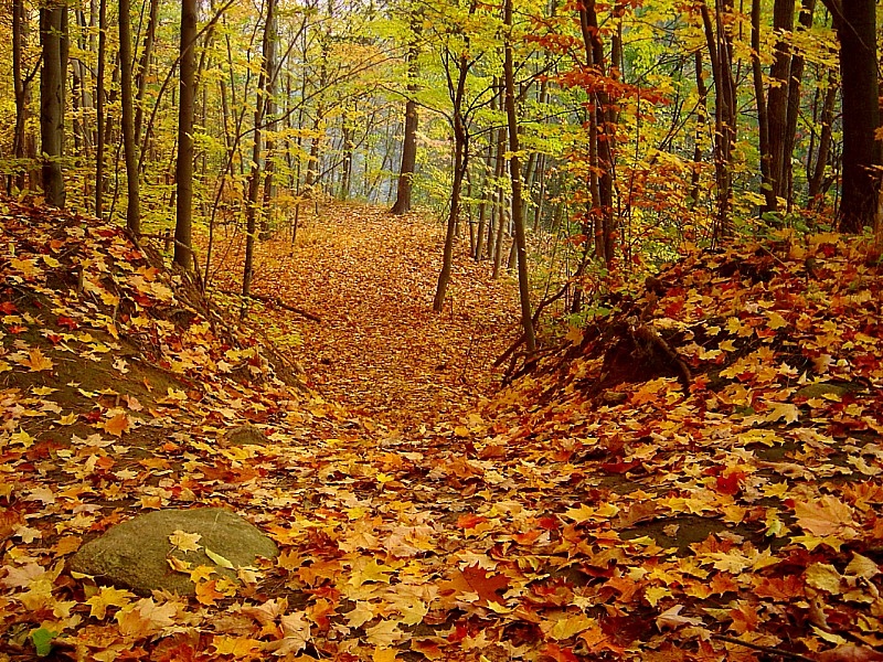 Чырвоная мяцеліца