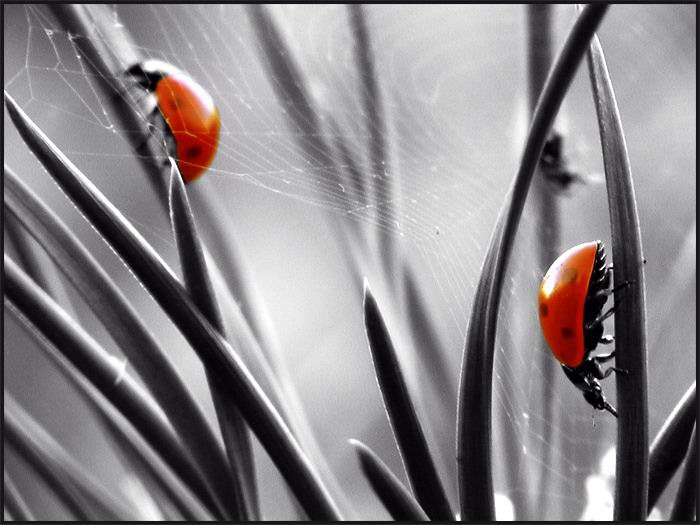 Дао божьих коровок