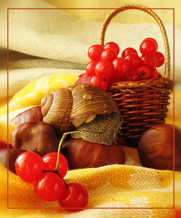 макро-натюрморт