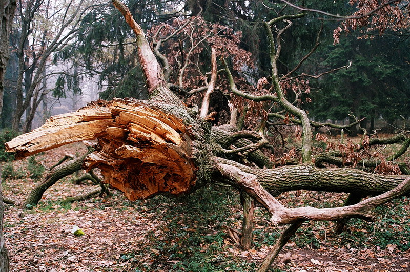 лесное чудище