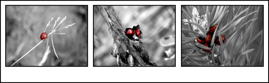 остаёмся зимовать