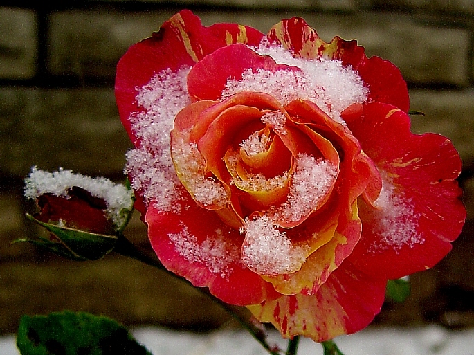 Сьвята першага сьнегу. Віншую!