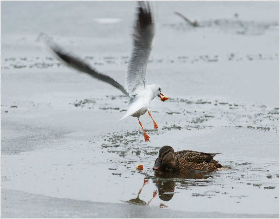 Ну так нечего клювом щелкать...