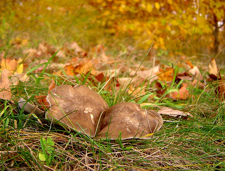 Антарыйскія картонныя, пяцідаляравыя