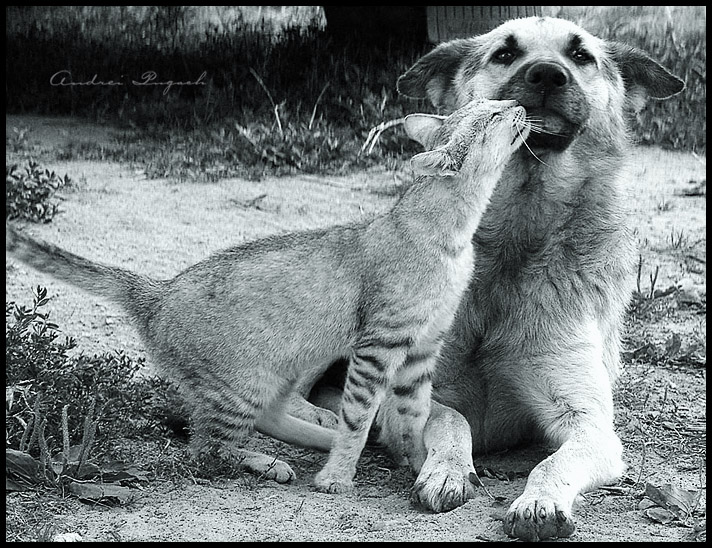 Вот такая, вот, безумная любовь. :)