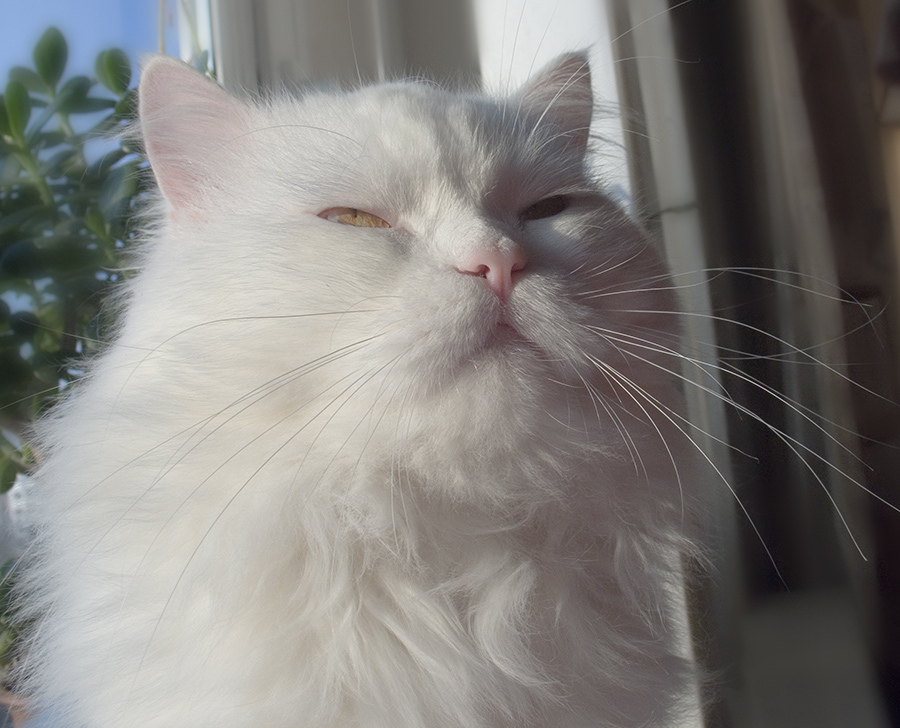 Великий Мао...