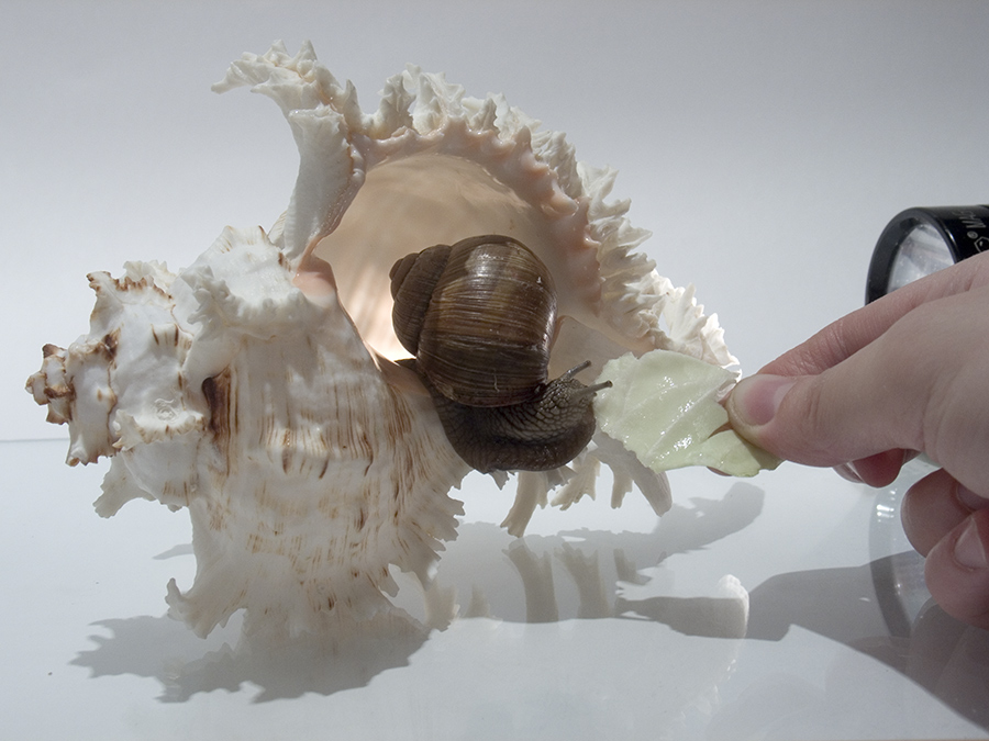 Перекур или фотосессия по-улиточьи