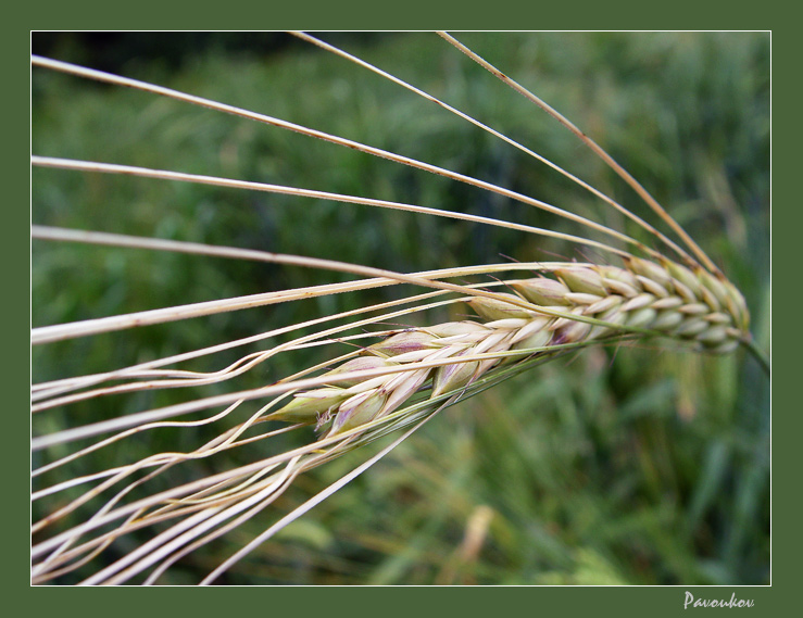 Линии судьбы, линии жизни