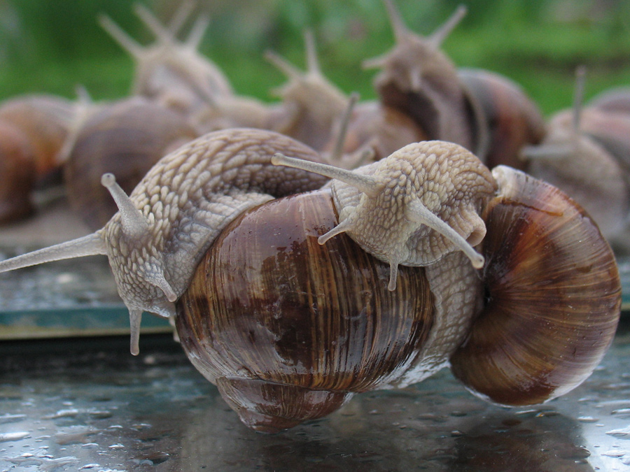 мое первое фото с улитками