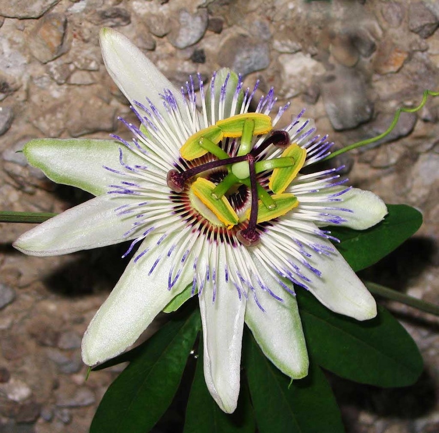 Маленькое чудо