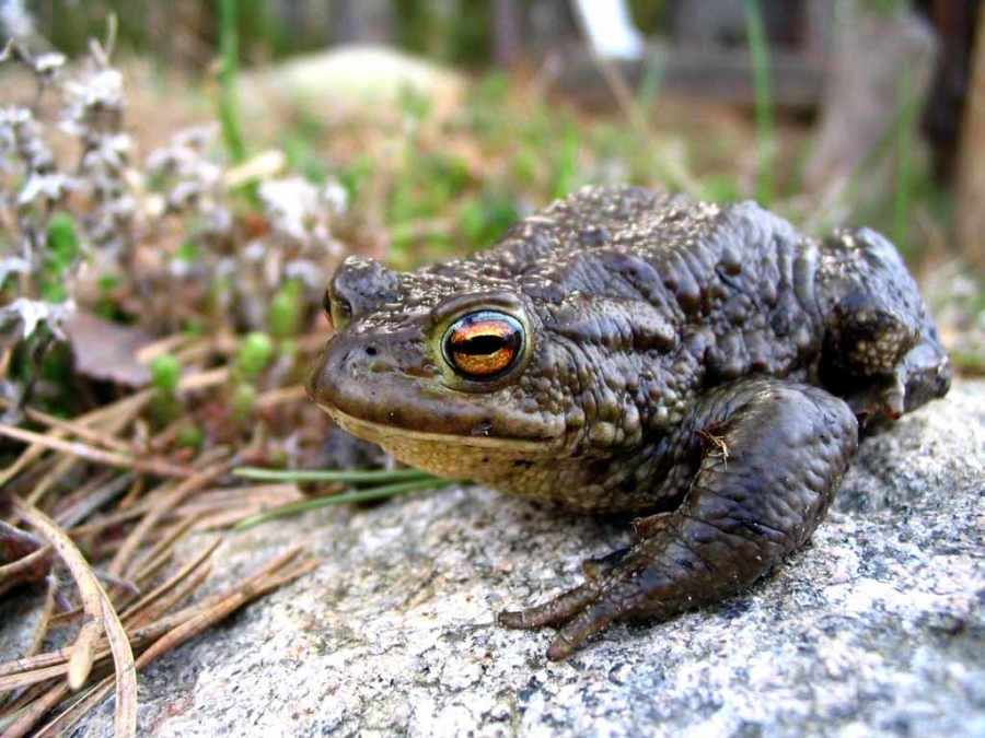 Жаба серая