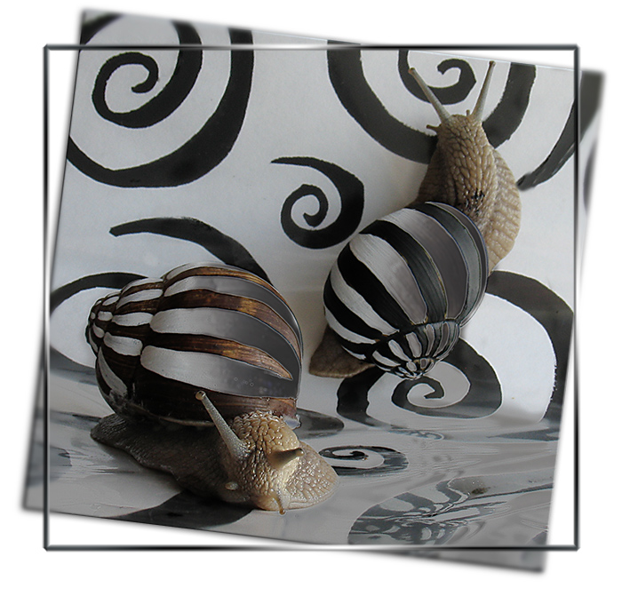 черное и белое в стиле хай -тек