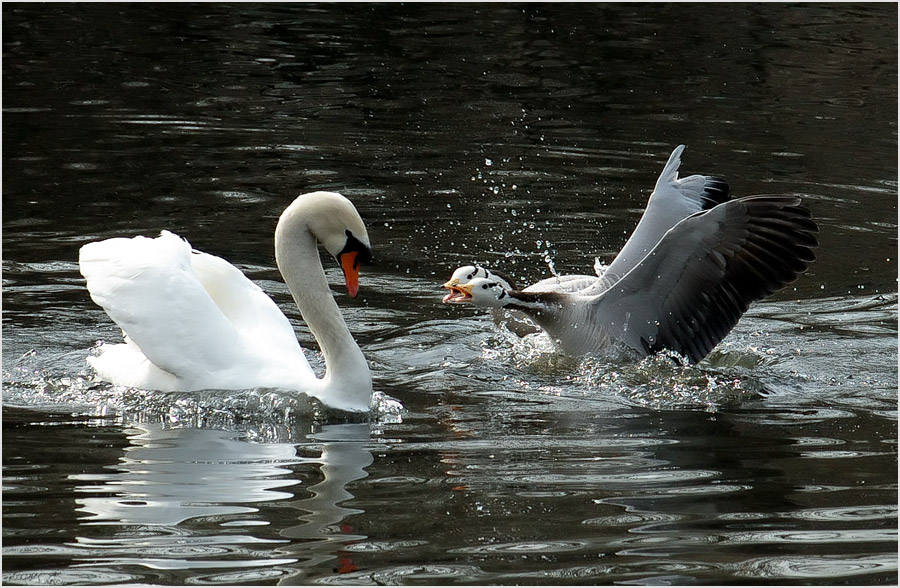 Атака клонов