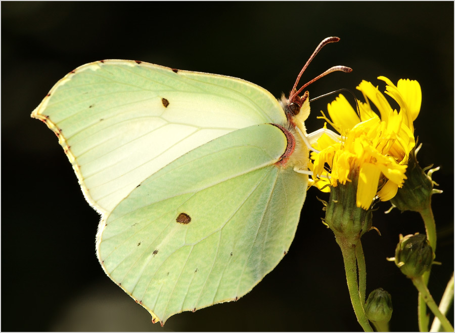 Красота в кадре