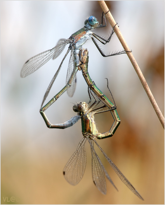 Любовное сердечко