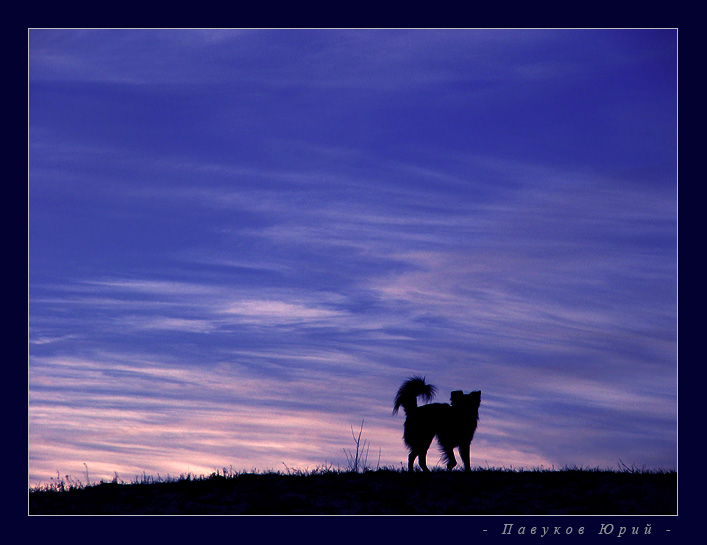 Одинокий волк