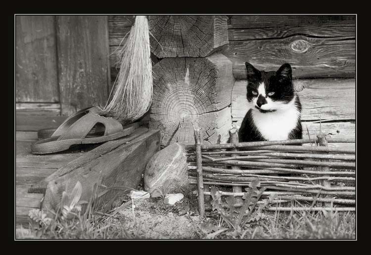 кошка у весцы