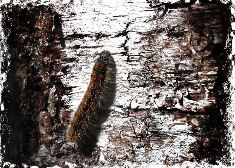 Одинокий странник