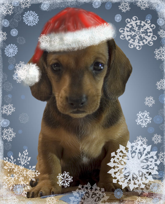 про наступающий год собаки