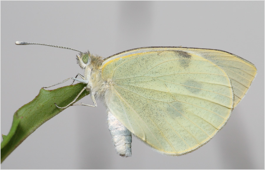 Портрет в пастельных тонах