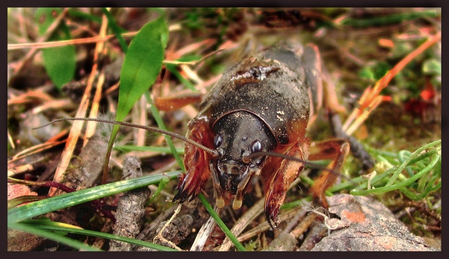 Подземный старатель