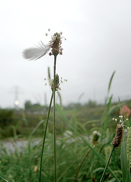 эх, душа мая, Антарыё!..