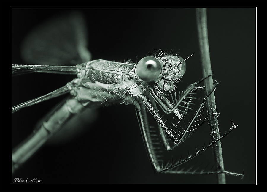 Черно-белый макромир -1