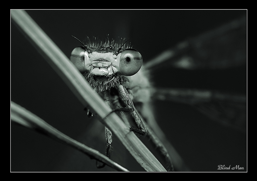 Черно-белый макромир -2