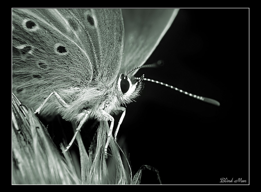 Черно-белый макромир -3