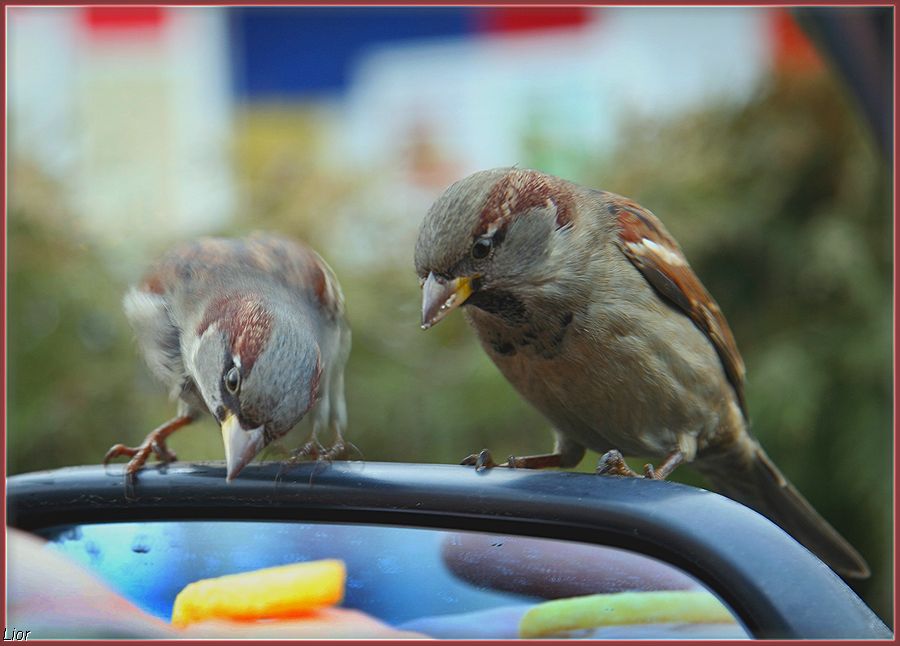 Макдрайф.Изучение меню