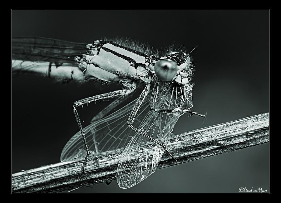 Черно-белый макромир -4