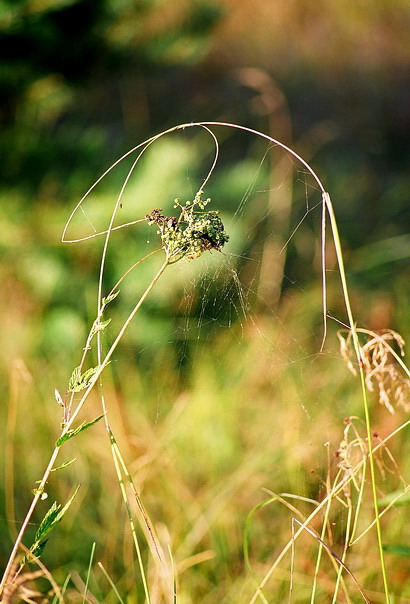 портрет птицы