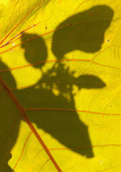 портрет лося