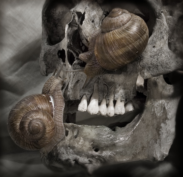 бедный Йорик