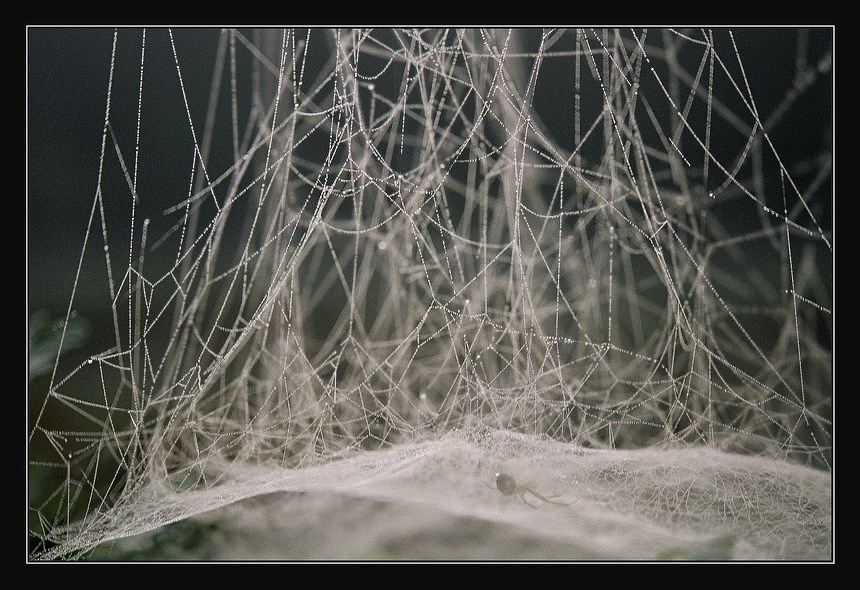 гамачок для паучок