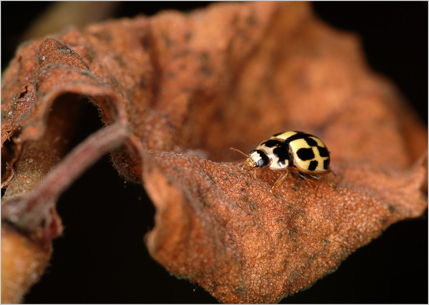 Живое и мертвое
