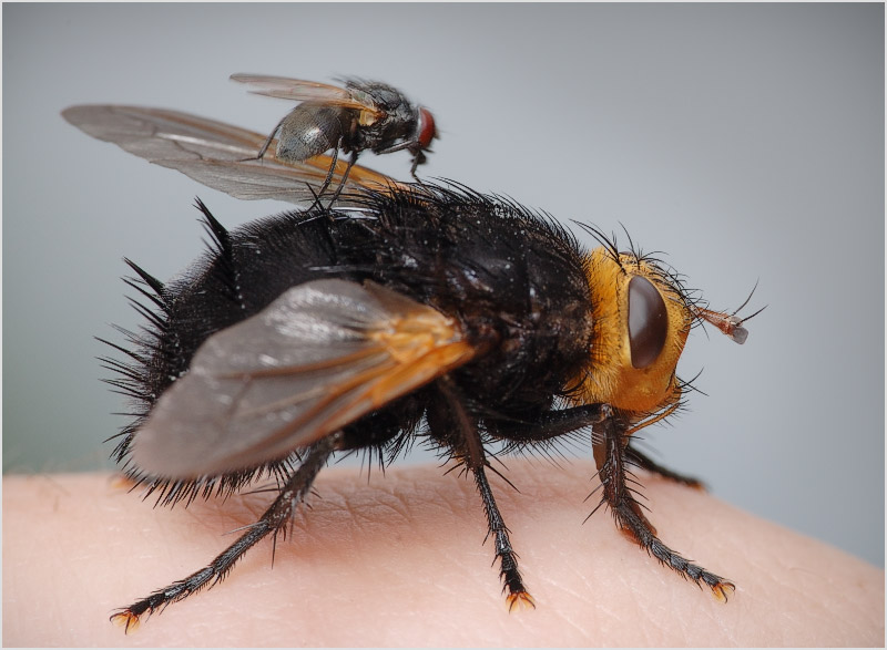 Акробатический этюд - пирамида.