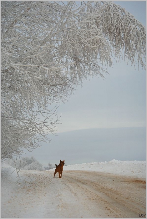 Красная собака