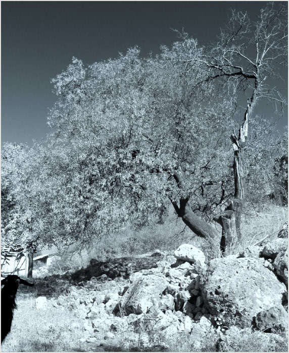 Про любопытного козла