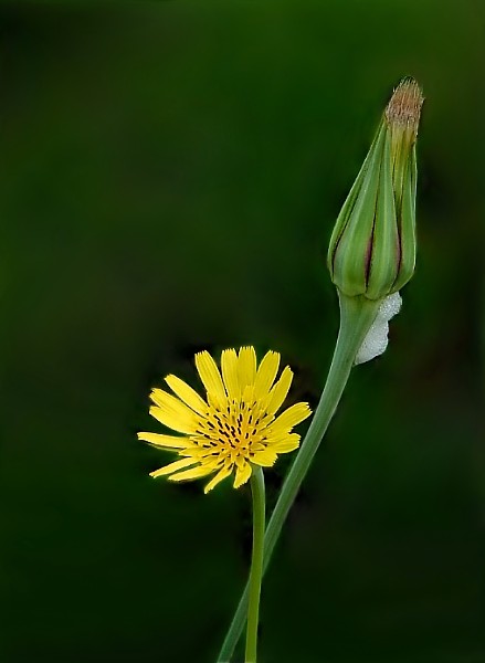 За такога смаркача.. -- не пайду!