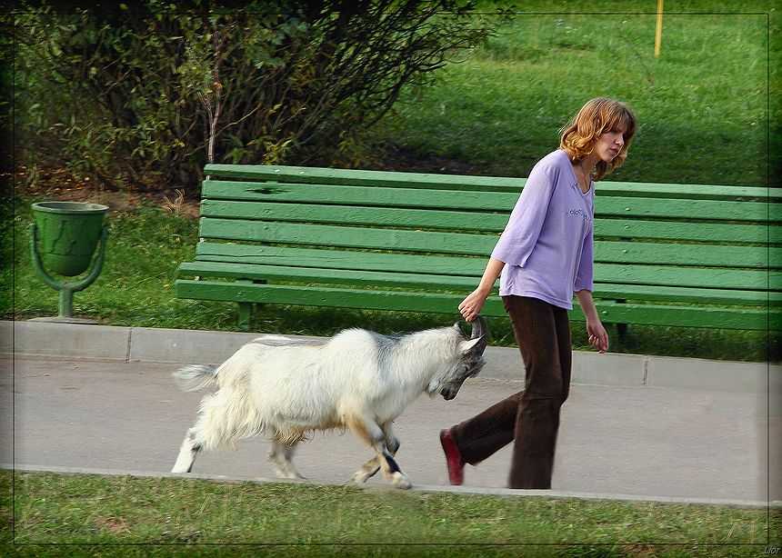 Ташить козла за рога.