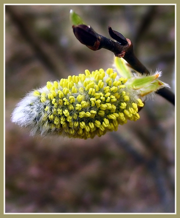 Дыхание весны