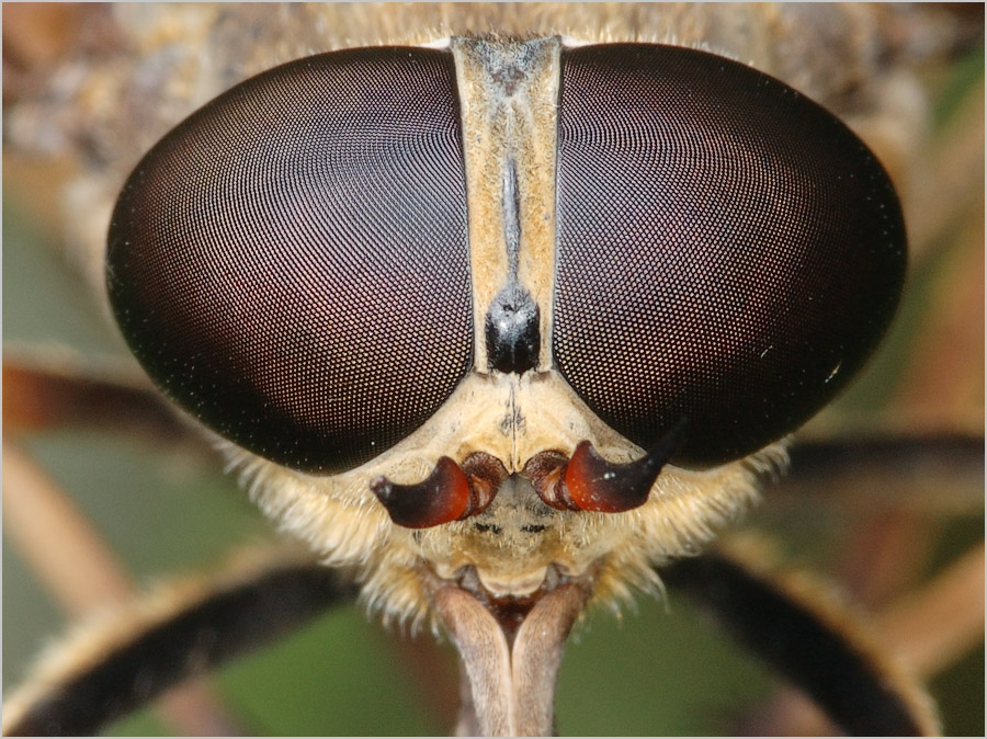 Посмотри мне в глаза... В мои тысячи глаз.