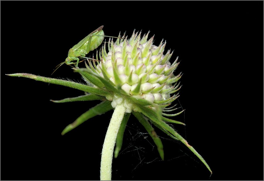 Композиция в зеленых тонах