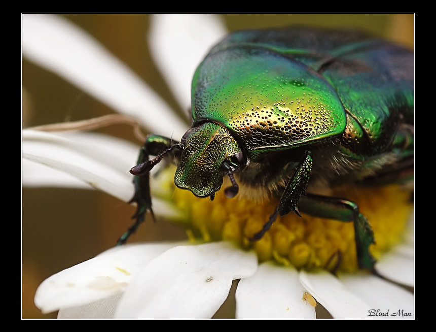 Броненосец...