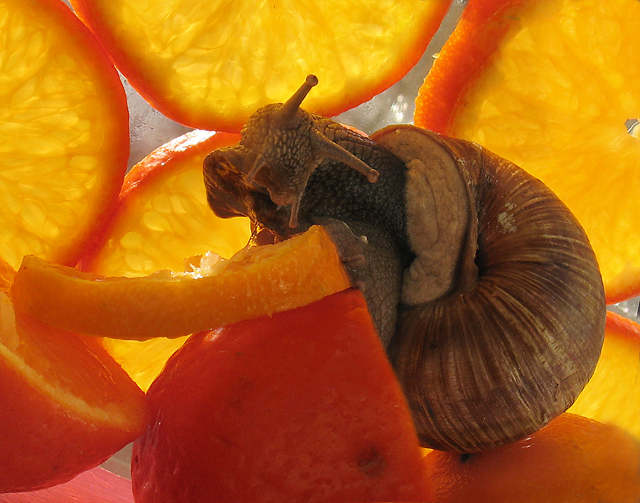 Оранжевое настроение!