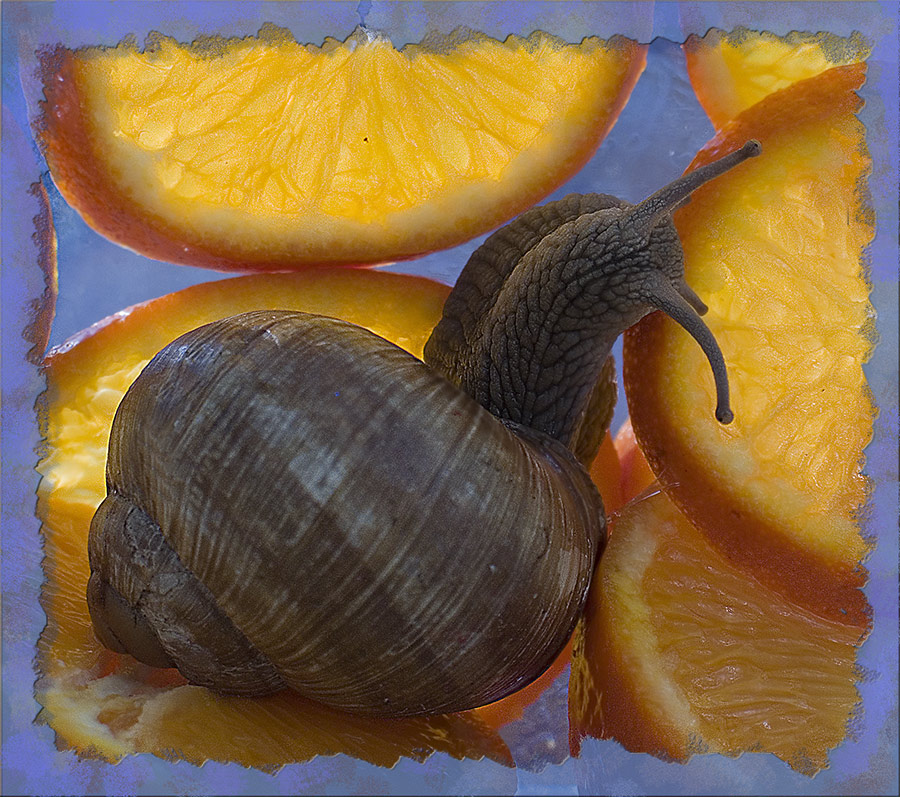 мандариновая улитка в голубой рамочке