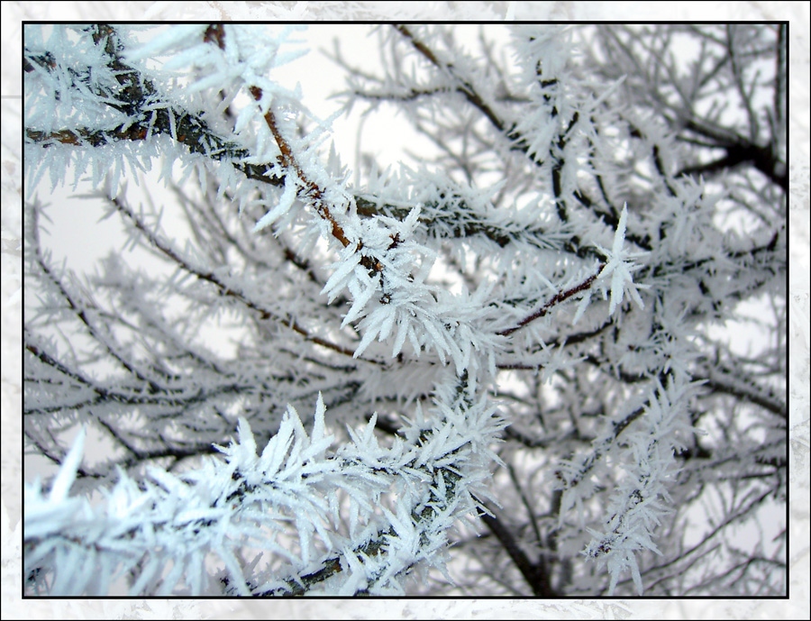 Высокая мода